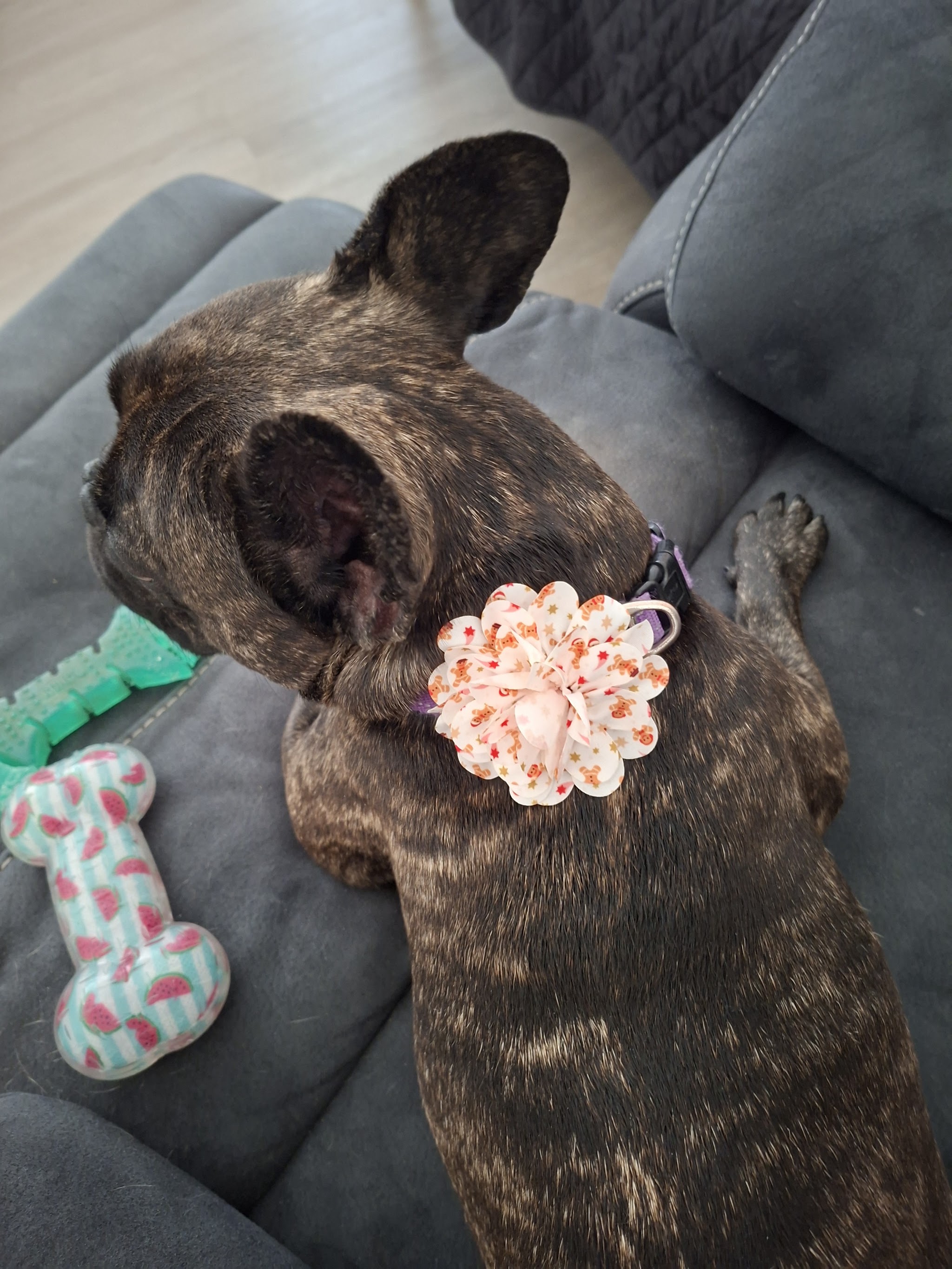 A brindle French bulldog asleep wearing a collar flower
