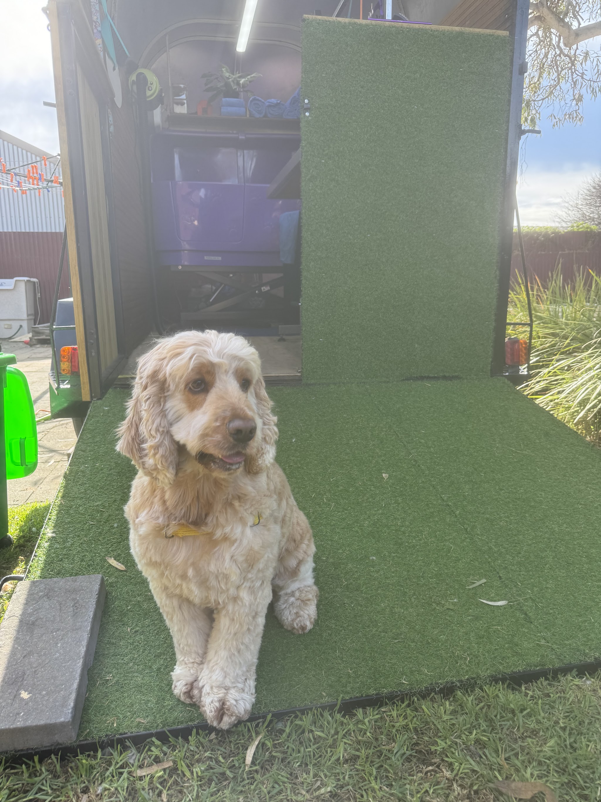 The float with its ramp down and artificial grass, a freshly groomed apricot cockapoo sitting on it