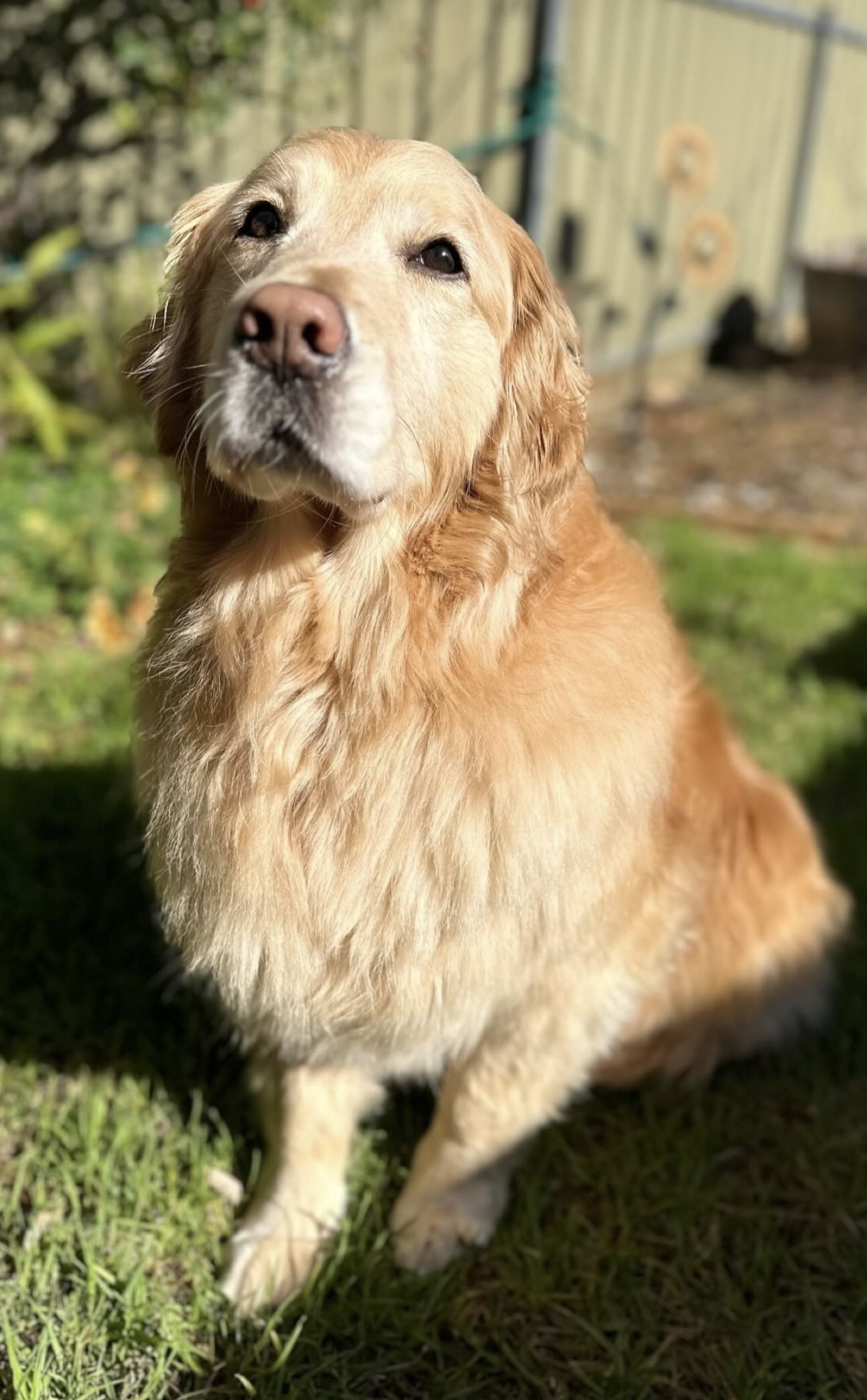 A golden retriever sitting in the sun after a groom