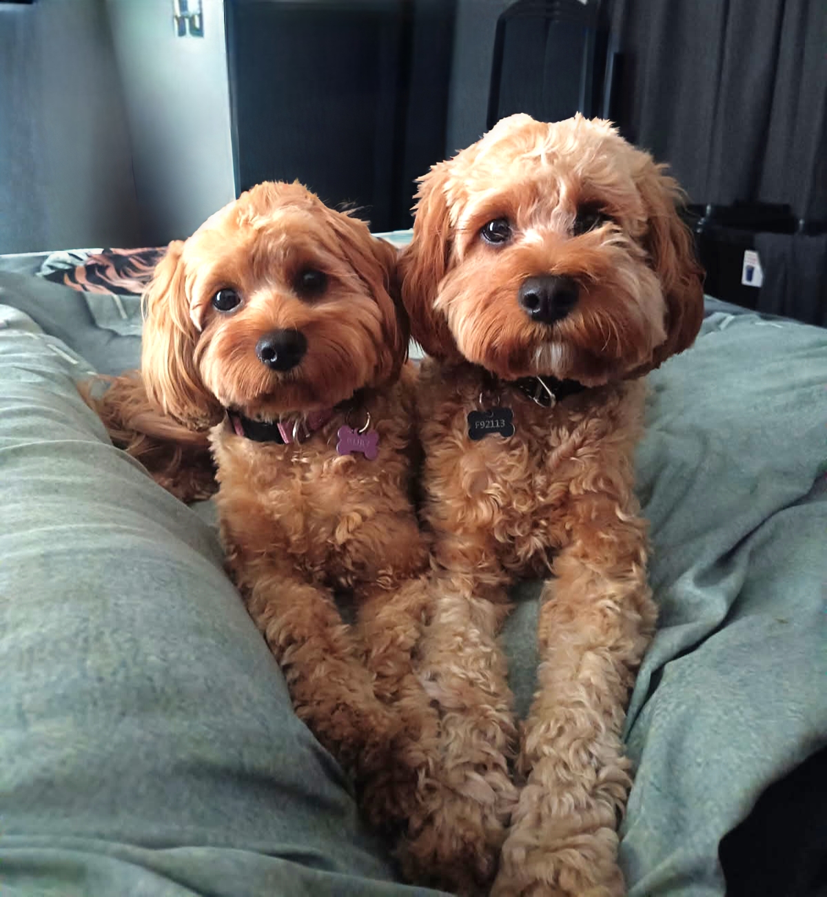 Two red cavoodles lying side by side after their grooms