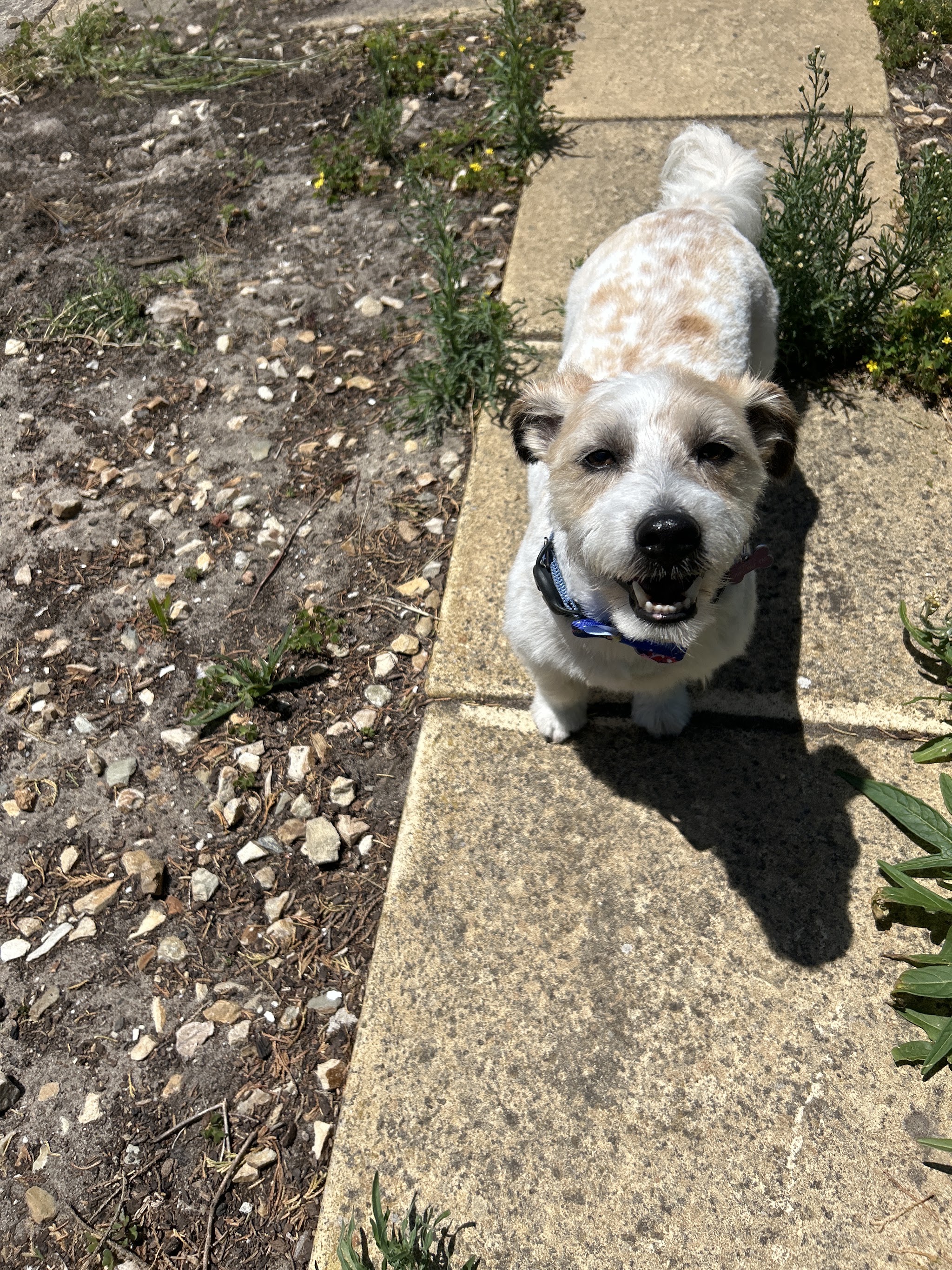 A terrier standing on a garden path after a groom