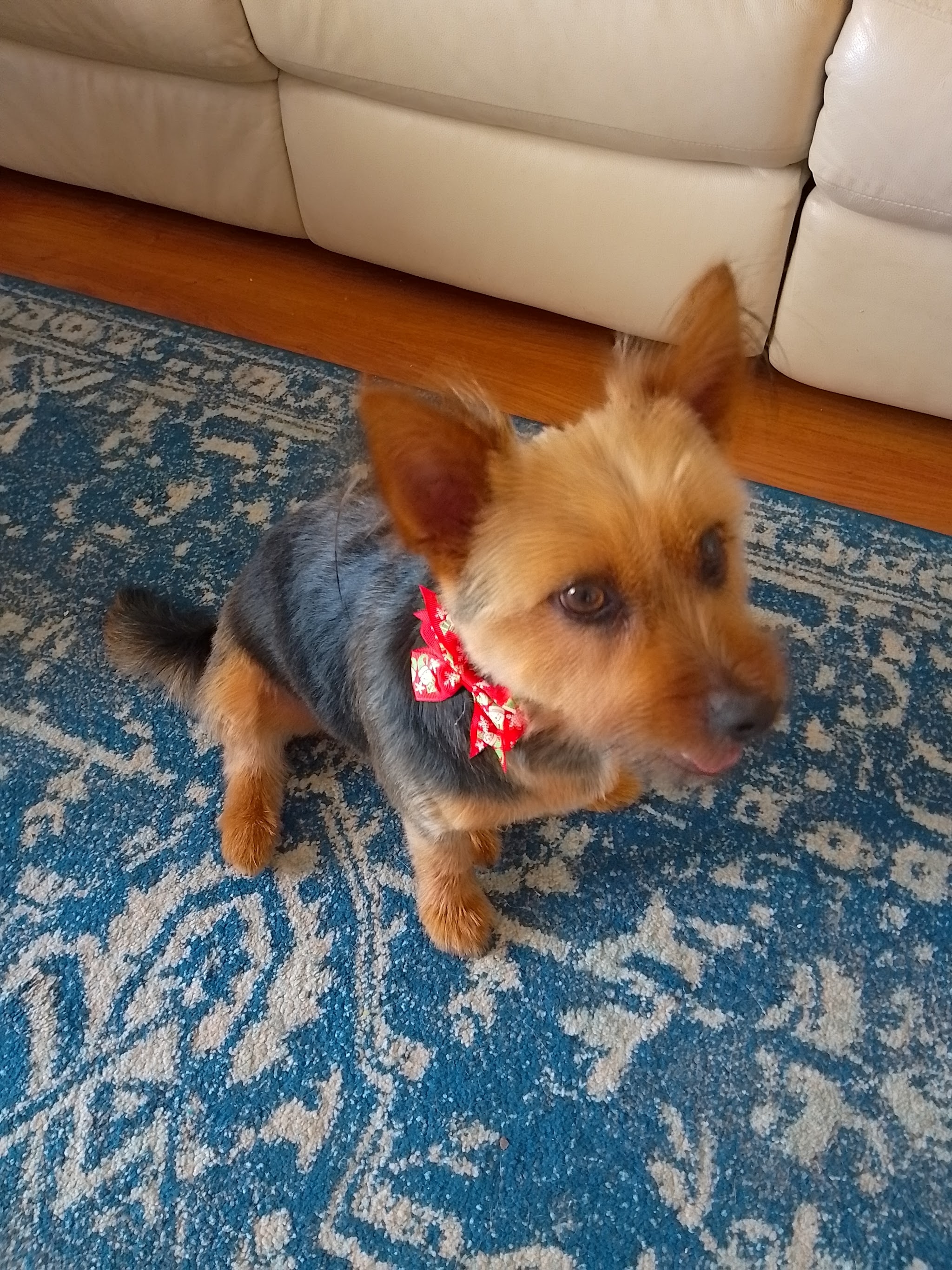 An Australian terrier wearing a red bow