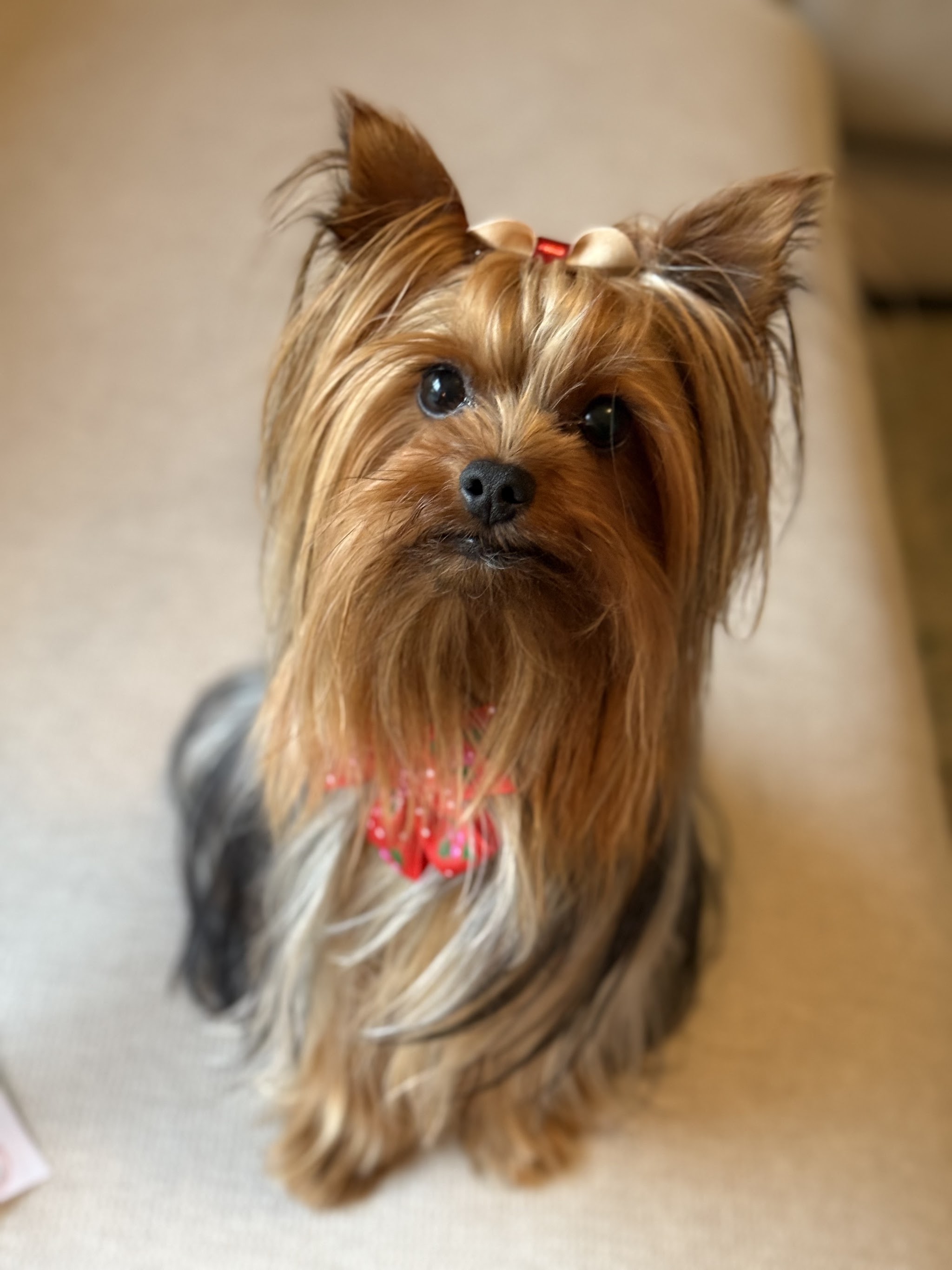 A Yorkshire terrier with a cream top knot bow